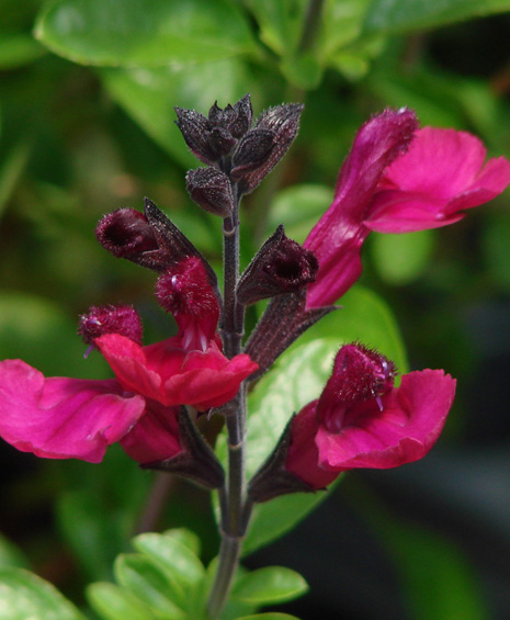 <p>Las Salvias VIBE son coloridas, aportando a su jardín un largo florecimiento. </p>
