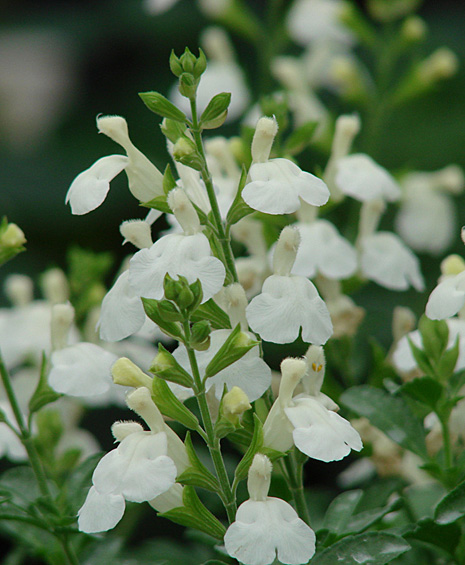 Vibe Salvias sind bunte, dauerhaft blühende Zusätze zu ihrem Garten.