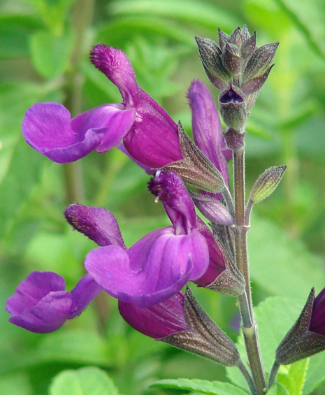 Close-up of purple VIBE salvia flowers